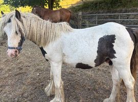 2 year old cob gelding