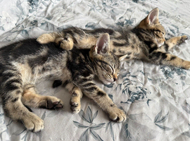 Kittens