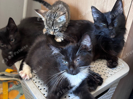 Kittens!