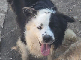 Beautiful Border collie
