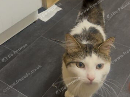 Stunning Fluffy Male Cat Available for Stud &ndash; Mikhail