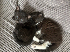 Kittens ready to leave in 1 week
