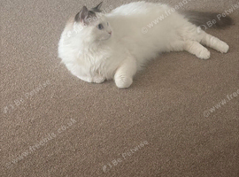 Male ragdoll cat