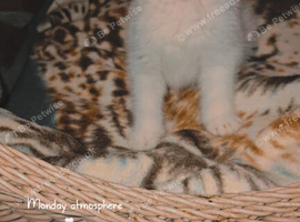 2 male kittens