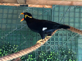 Myna bird