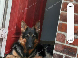 10 minth old German shepherd