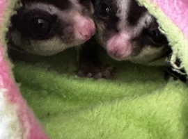 2 male suger gliders with cage and extras