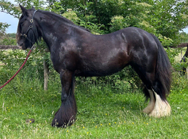 Super fun and hairy 13.1hh cob