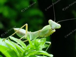 2nd instar Giant Asian Mantis