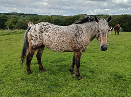 British breed appy mare... Cachriph Kazari
