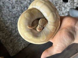 Royal ball pythons