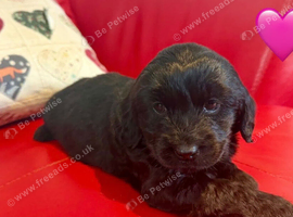 F2 Cockapoo Puppies.
