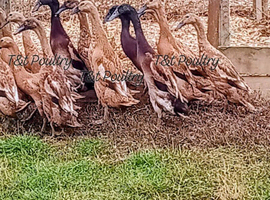 Trios RARE Fawn Indian Runner Ducks