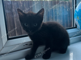 Black shorthair kitten-(FREE)