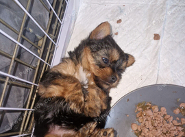 Stunning yorkshire terrier pup.