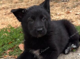 Adorable German Shepherd X Border Collie