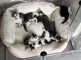 7 beautiful kittens looking for their forever home