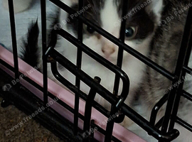3 kittens left