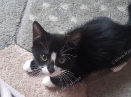 Kitten