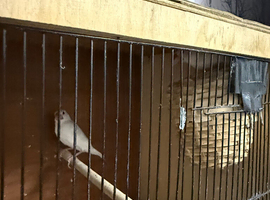 White hen and cock bird and cage