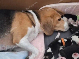 Kc registered Beagle Babies Home Raised