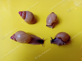 ZANZIBAR GIANT AFRICAN LAND SNAILS