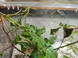 Stick insects