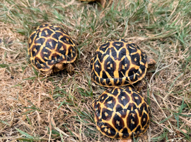 Indian star tortoise