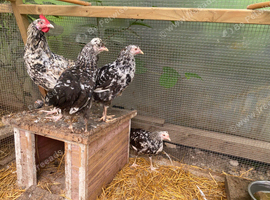 Breeding Quartet of Swedish Flower Hens