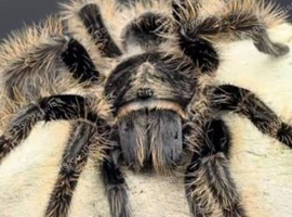 Looking for an adult tarantula