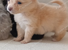 Beautiful pomeranian x chihuahua boy puppys