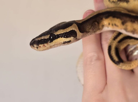 FEMALE BLACK PASTEL PIED BALL PYTHON CB25 ready for forever home