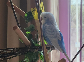 2 birds looking to be rehomed