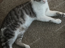 Beautiful white and grey waiting for his forever home &zwj;