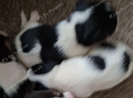 Jack russell puppy READY TO LEAVE 5TH SEPT