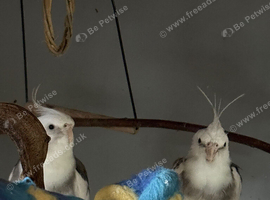Cockatiels