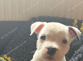 Staffy X puppies