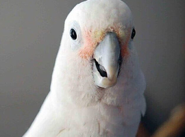 Cockatoo Glasgow
