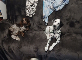 4 month old male dalmation
