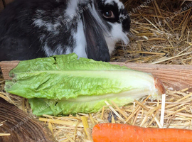 Male lion lop baby bunny