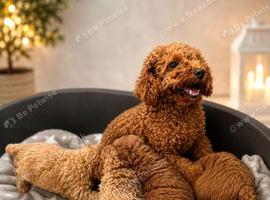 Schnoodle boys