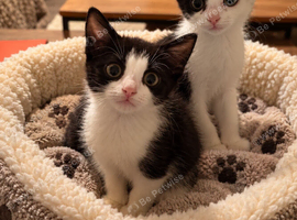 kittens ready for their new home