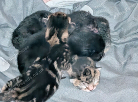 Kittens for sale ready 2nd of December