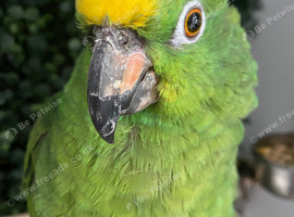 Amazon parrot very talkative and tame