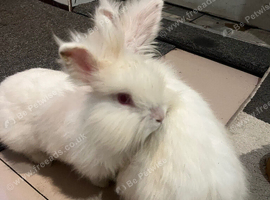 two white lion head bunnies