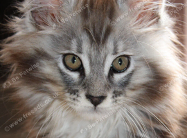 TICA reg Maine Coons - Ready to leave