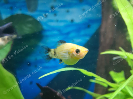 PLATY Fish for sale.