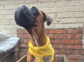 Boxer