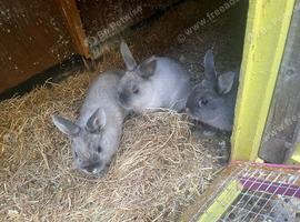 Very beautiful purebred Netherland dwarfs
