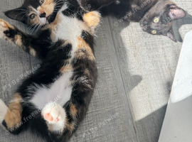 Two beautiful kittens